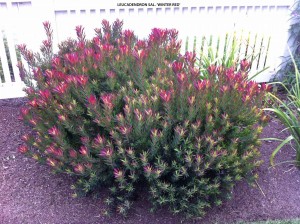 Leucadendron salignum 'Winter Red' - blooming 1